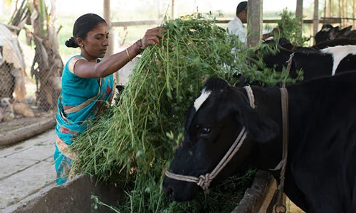 Women is feeding cow